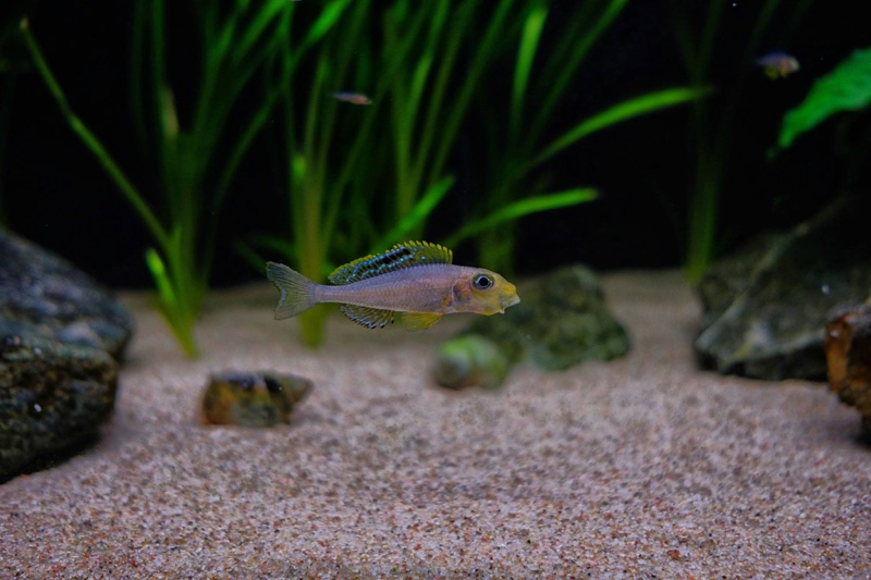 Xenotilapia sp. 'papilio sunflower' Cape Chaitika